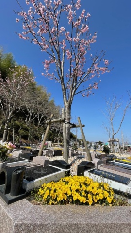 樹木葬『桜』大好評❣