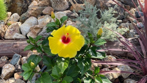 �ϥ��ӥ�����🌺