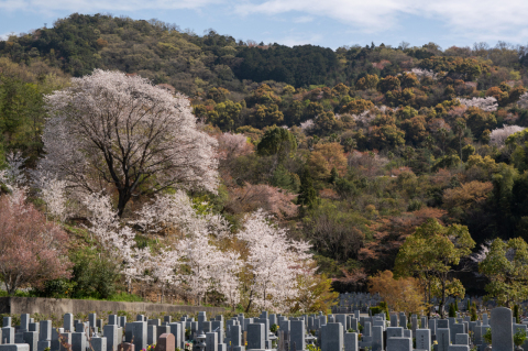 苑内のプチ一目千本桜(*^-^*)