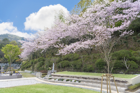 新・樹木葬「桜」