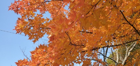 本当に鮮やかなオレンジの紅葉(*^-^*)