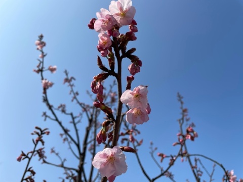 沢山咲きそうですね〜