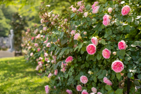 ���󥰥�å��������🌹(*^-^*)