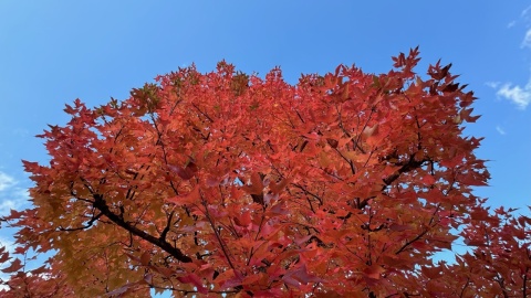 空の青と紅葉(*^^*)