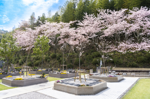 大人気!樹木葬『桜』(⋈◍>◡<◍)。✧♡