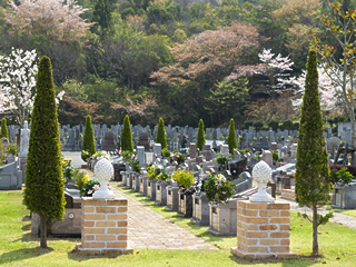 桜の季節の永代供養プレミアムガーデン