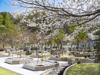 桜の季節の永代供養プレミアムガーデン