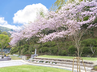桜の季節の永代供養プレミアムガーデン